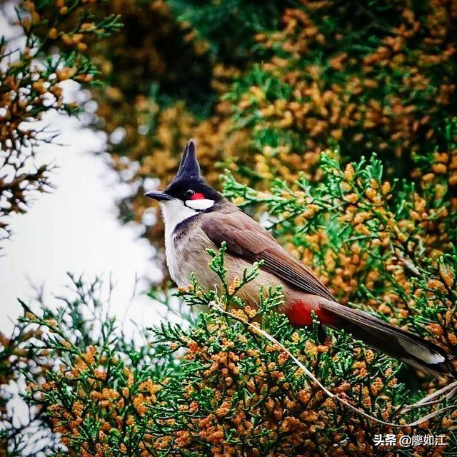 实时动态（篮球）孟加拉国决战塞舌尔精准赛事比分-深度剖析