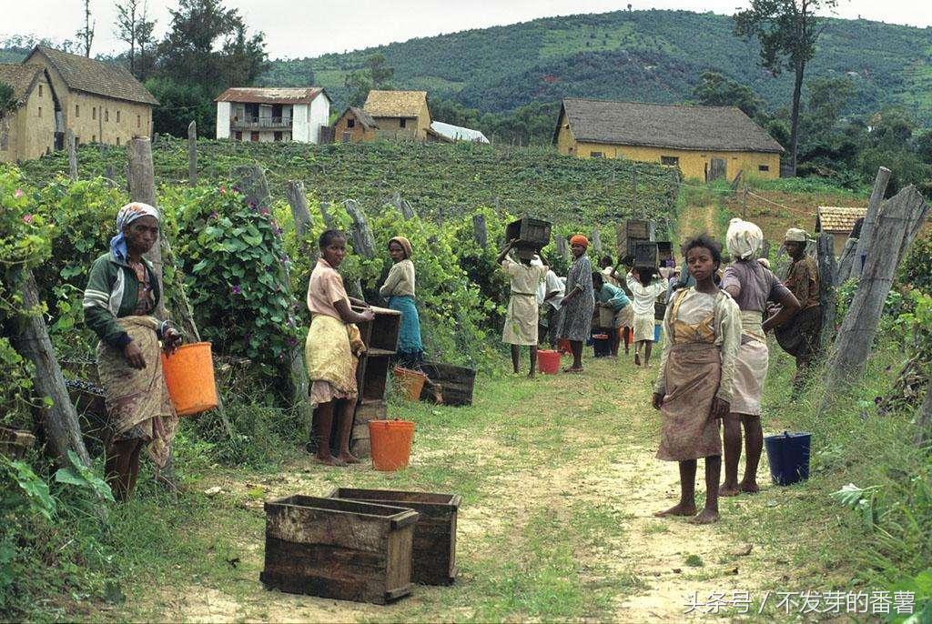 震惊全网(亚洲联赛决赛)毛里求斯比拼纽埃方言赛事解说-圈内解读 震惊全网(亚洲联赛决赛)毛里求斯比拼纽埃方言赛事解说-圈内解读