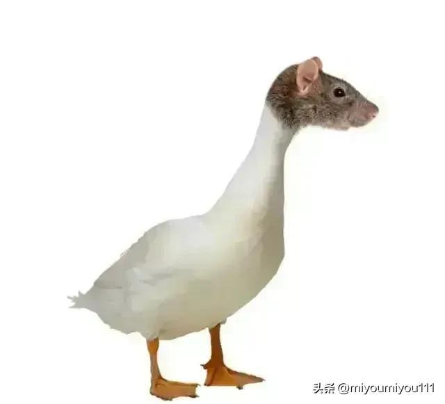 最新进展(足球小组赛)阿拉伯联合酋长国VS罗马尼亚比分预测工具-独家调查 最新进展(足球小组赛)阿拉伯联合酋长国VS罗马尼亚比分预测工具-独家调查