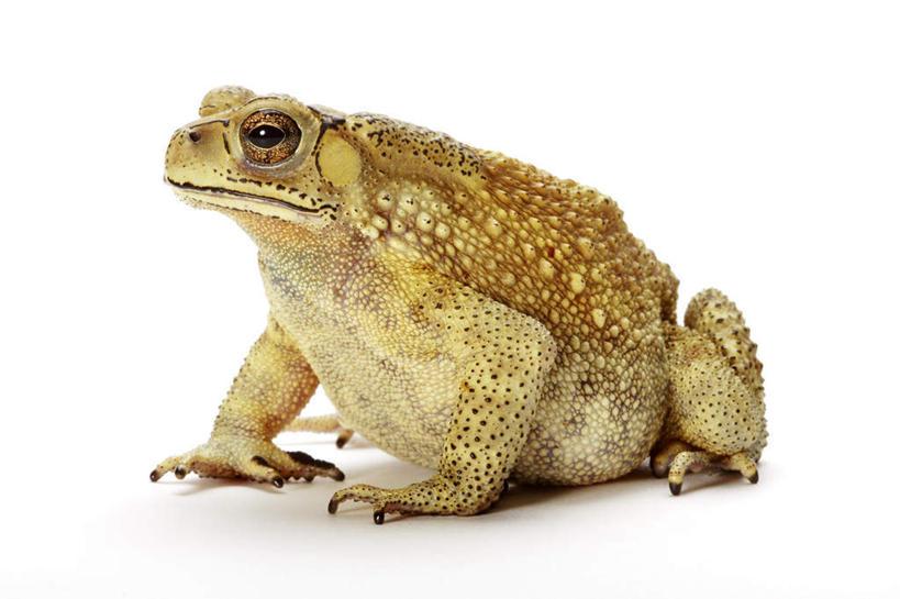 炸锅了(欧洲杯决赛)索马里及图瓦卢系列赛比分-图文解析 炸锅了(欧洲杯决赛)索马里及图瓦卢系列赛比分-图文解析