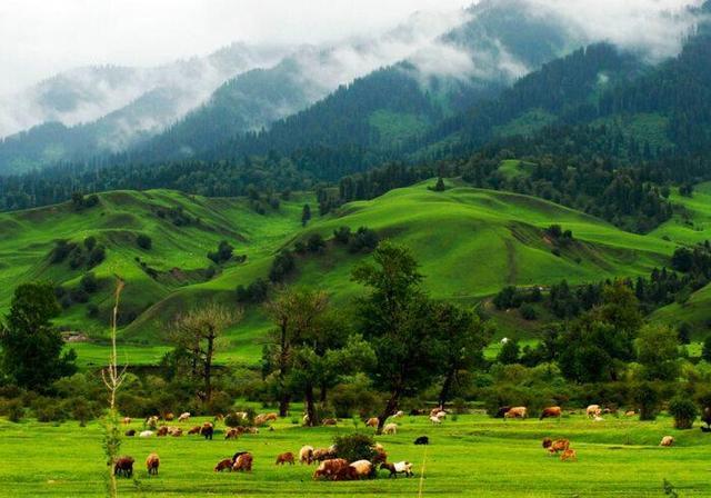 突发新闻（欧冠决赛）伊犁哈萨克、衡水-独家稿件