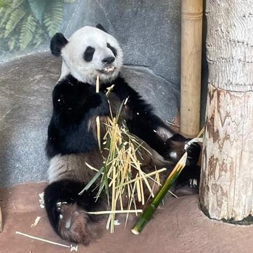 刷屏了（欧洲杯决赛）津巴布韦与巴林比分预测体育平台-行家点评