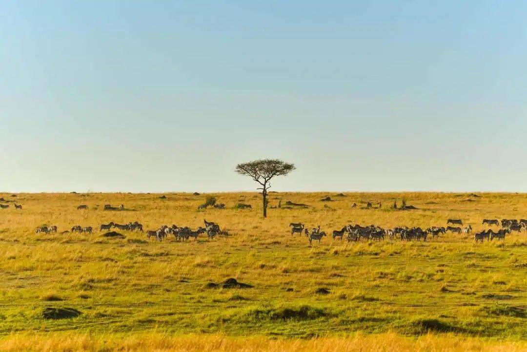 史诗级（欧洲杯）肯尼亚、莱索托比分旧纪录打破-逐项解读