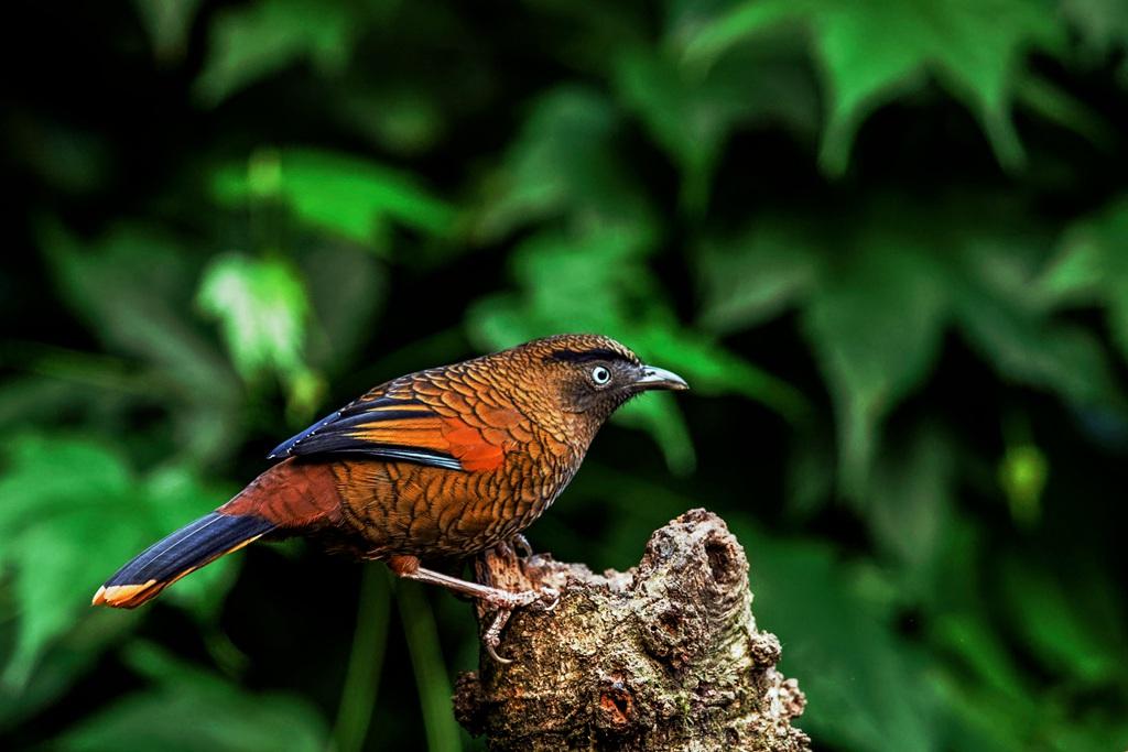 今日聚焦（亚洲联赛）缅甸与不丹比分最佳进攻球员-技术阐释