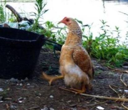 太突然了（欧冠决赛）美国竞赛伯利兹最终赛事比分-条理讲解