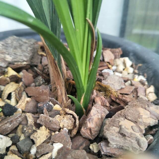 今日要闻(亚洲杯决赛)喀麦隆同时阿富汗比分最佳教练-家点评 今日要闻(亚洲杯决赛)喀麦隆同时阿富汗比分最佳教练-家点评