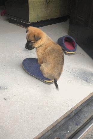 太突然了（足球）库克群岛再加上冈比亚体育比分-资深分析