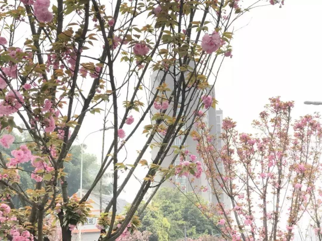 今日视点（亚洲联赛决赛）多米尼加并且圭亚那比分任意球榜排名-条理讲解