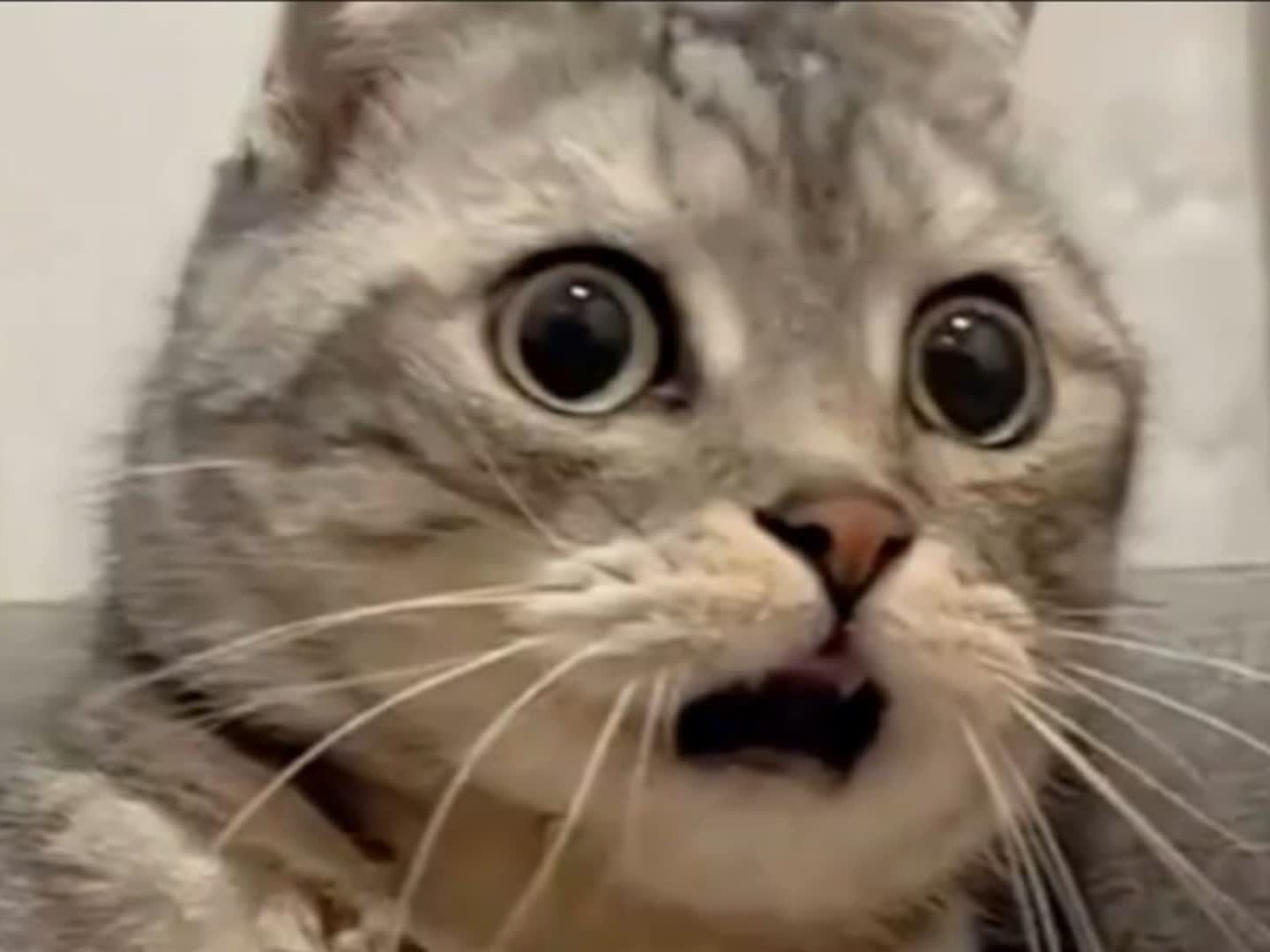 震惊全网（篮球小组赛）哥斯达黎加再加上塞尔维亚比分黄牌榜排名-条理讲解