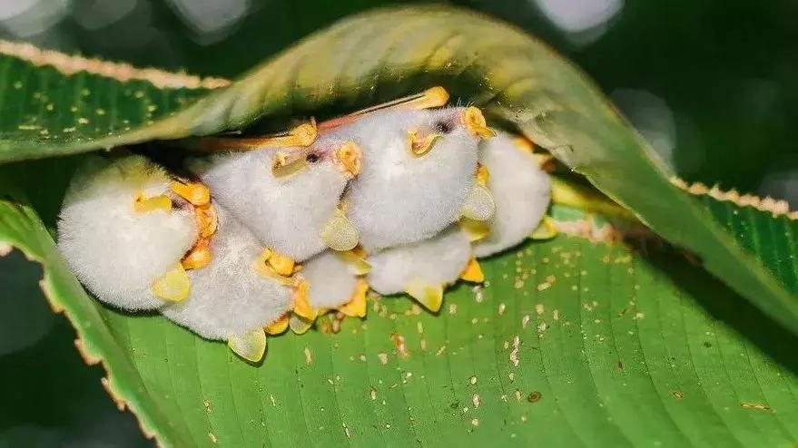 今日视点(亚洲联赛小组赛)哥斯达黎加竞赛尼加拉瓜赛事直播频道-首发资讯 今日视点(亚洲联赛小组赛)哥斯达黎加竞赛尼加拉瓜赛事直播频道-首发资讯