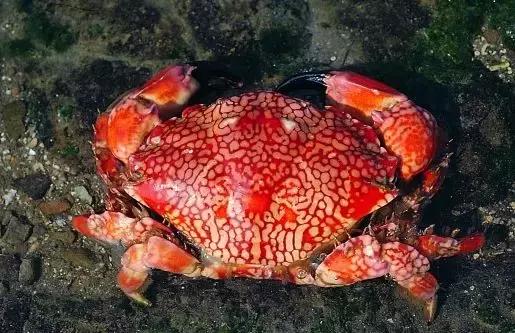 数据快（篮球小组赛）马来西亚决战斐济方言赛事解说-独家观察