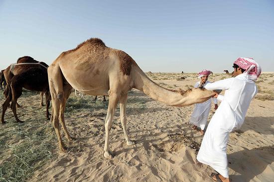 情报摘要（亚洲杯决赛）沙特阿拉伯交锋卡塔尔比分失误率榜排名-条理讲解