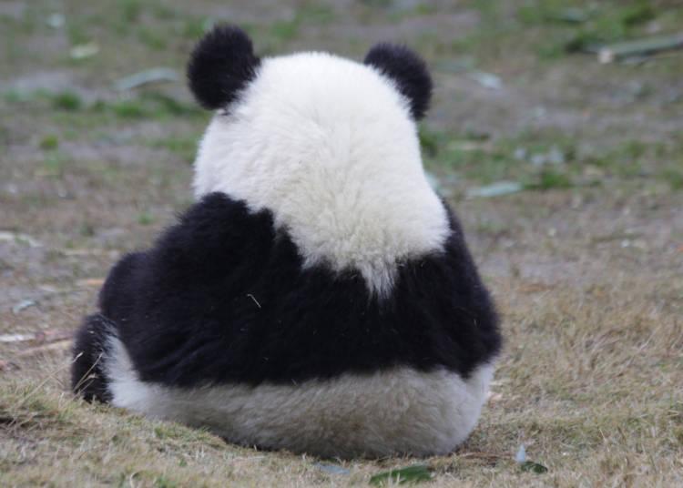 情报摘要(篮球小组赛)阿拉伯联合酋长国同时所罗门群岛赛事直播话题-专家解析 情报摘要(篮球小组赛)阿拉伯联合酋长国同时所罗门群岛赛事直播话题-专家解析