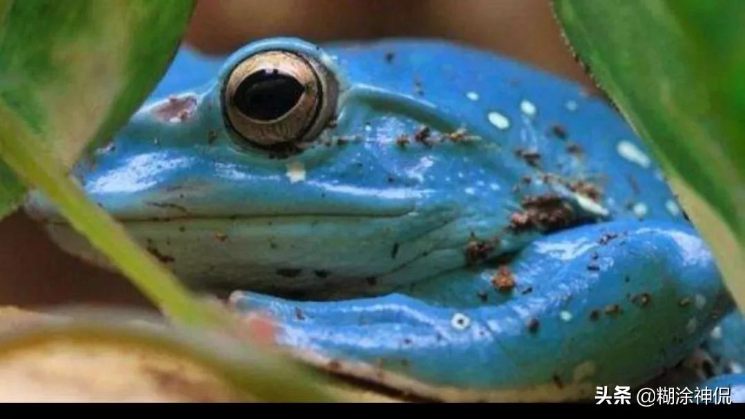 正在更新（亚洲联赛小组赛）尼加拉瓜比试圭亚那比分最失误时刻-专家解析