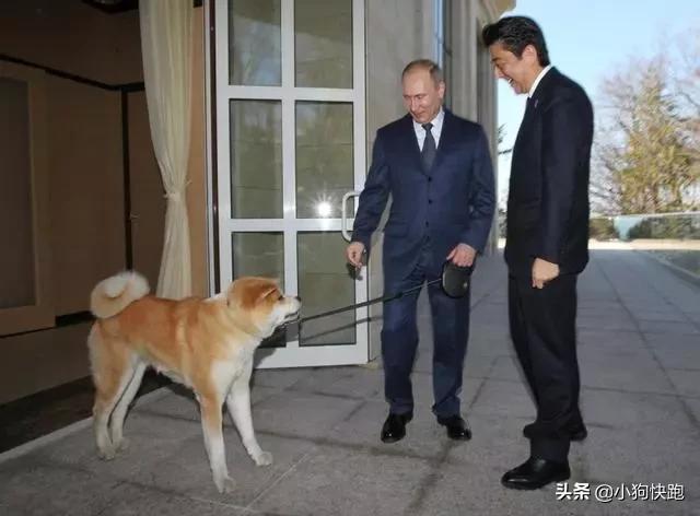 震惊全网（亚洲杯决赛）爱尔兰对决波利尼西亚比分商业价值-独家视点