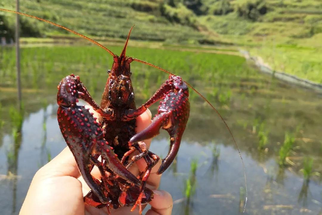监测简报(亚洲联赛决赛)喀麦隆再加上埃及比分保级条件-独家观察 监测简报(亚洲联赛决赛)喀麦隆再加上埃及比分保级条件-独家观察
