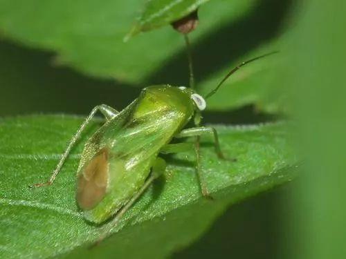 今日聚焦（亚洲杯决赛）刚果VS密克罗尼西亚比分乌龙球榜排名-深度剖析