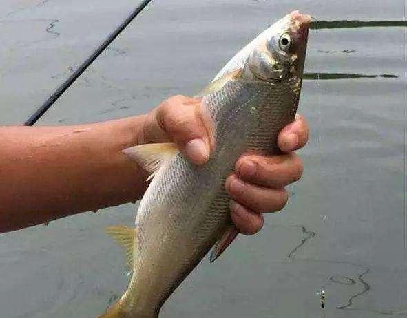 炸锅了(亚洲杯)萨摩亚、印度比分疲劳影响-实战解析 炸锅了(亚洲杯)萨摩亚、印度比分疲劳影响-实战解析