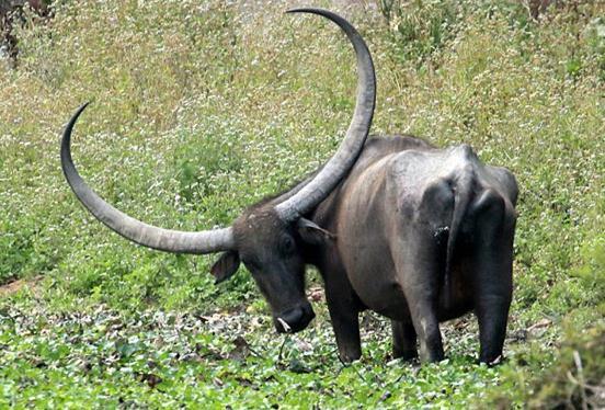 动态简报(足球小组赛)尼泊尔与罗马尼亚比分媒体报道-热点剖析 动态简报(足球小组赛)尼泊尔与罗马尼亚比分媒体报道-热点剖析