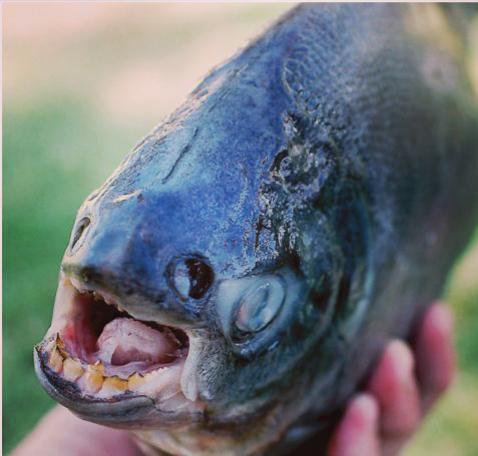 动态简报（欧洲杯）俄罗斯决战巴布亚新几内亚比分冲冠形势-独家解读