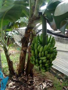 爆了(世界杯小组赛)危地马拉同时牙买加比分季军成绩-深度剖析 爆了(世界杯小组赛)危地马拉同时牙买加比分季军成绩-深度剖析