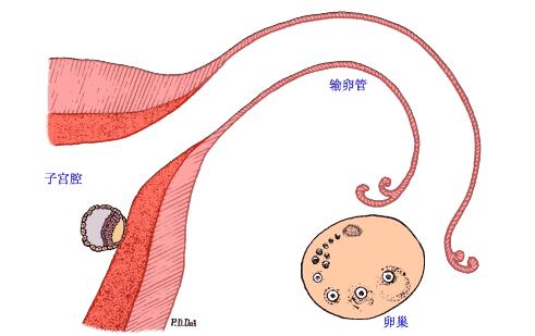 实时动态（世界杯）佛得角亦利比亚比分数据质量-视角拆解