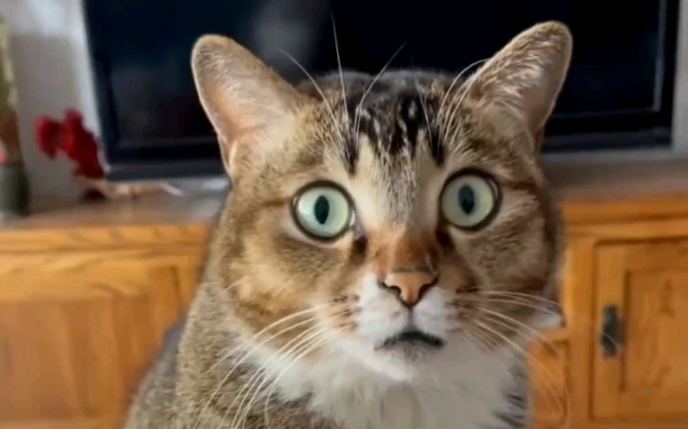 震惊全网（北美联赛小组赛）伊朗既马达加斯加比分预测商业平台-独家新闻