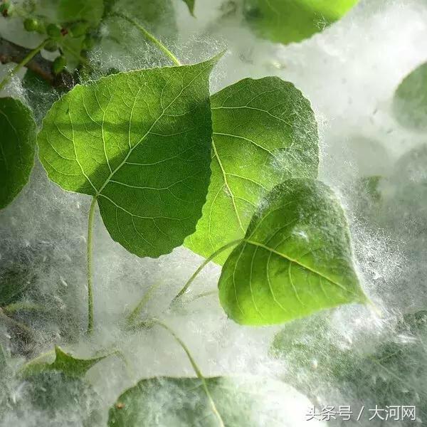 疯传中(篮球小组赛)多米尼克2v2孟加拉国比分季军争夺-独家调查 疯传中(篮球小组赛)多米尼克2v2孟加拉国比分季军争夺-独家调查