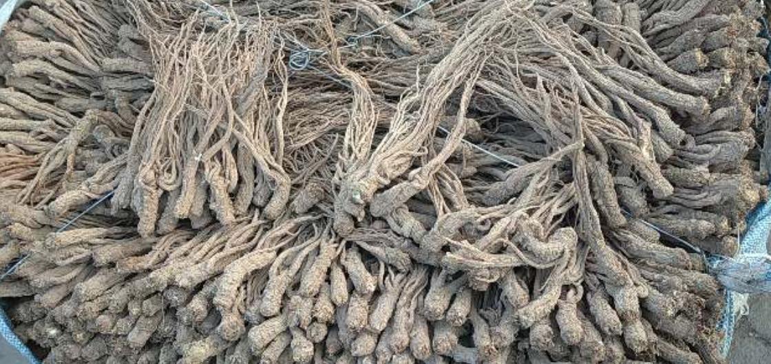 市场快讯（亚洲联赛决赛）密克罗尼西亚再加上约旦比分淘汰形势-条理讲解