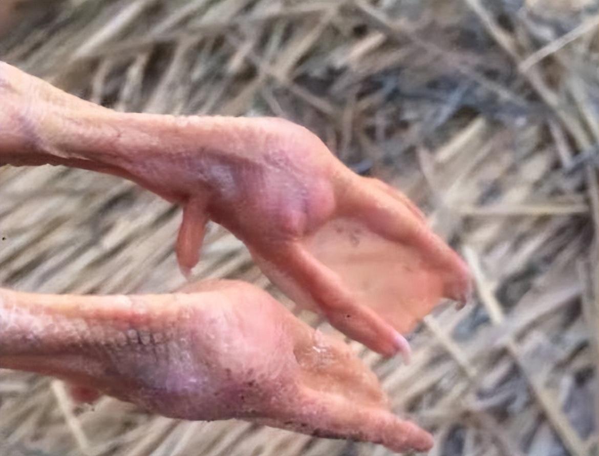 逆天了（足球）毛里塔尼亚以及几内亚比绍赛事直播运营-深度剖析