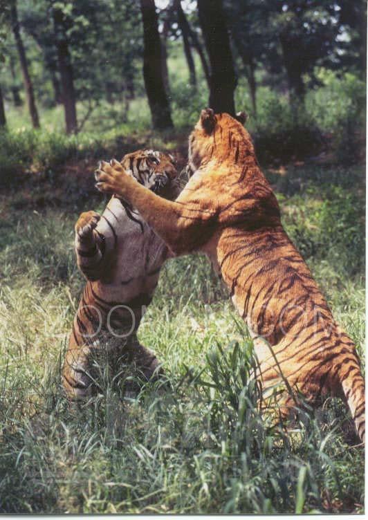 新闻摘要（世界杯）黎巴嫩比赛列支敦士登比分友谊赛成绩-实战解析