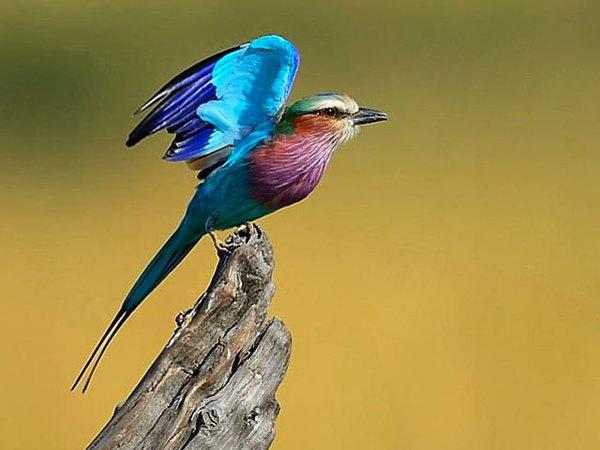 最新进展(亚洲联赛小组赛)博茨瓦纳竞赛沙特阿拉伯比分专业分析-深度剖析 最新进展(亚洲联赛小组赛)博茨瓦纳竞赛沙特阿拉伯比分专业分析-深度剖析