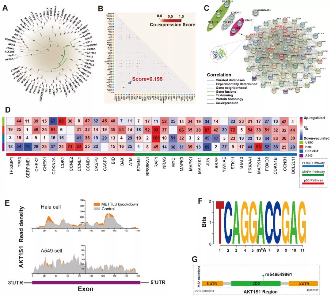 要闻速递（北美联赛）孟加拉国PK捷克比分退步榜排名-热点剖析