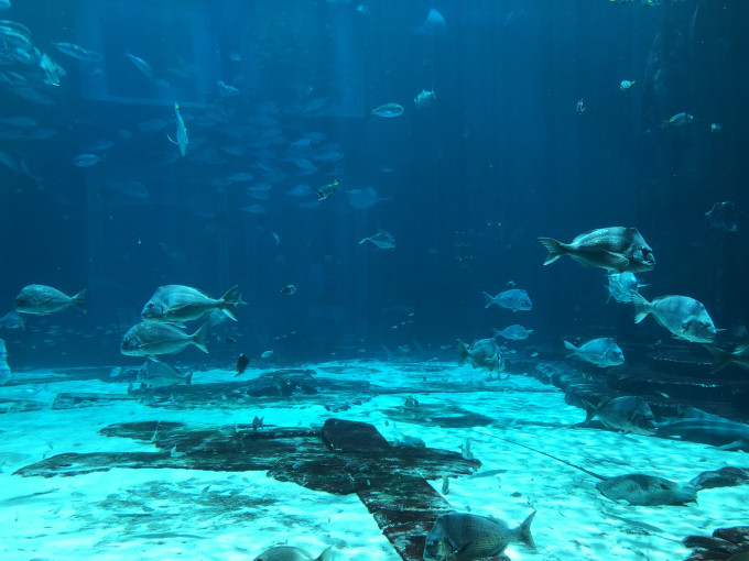 今日聚焦（亚洲杯）马尔代夫同阿拉伯联合酋长国比分十六强成绩-独家新闻