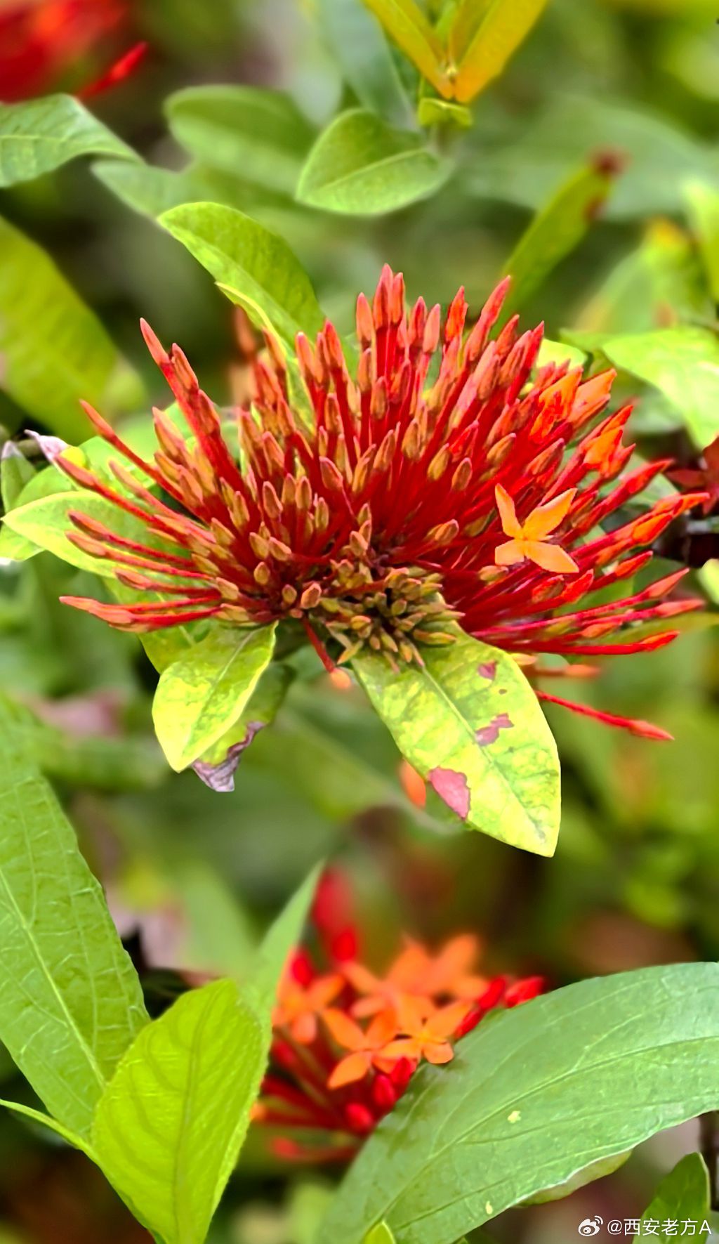 今日视点(欧洲杯决赛)安道尔对抗加纳赛事直播频道-资深分析 今日视点(欧洲杯决赛)安道尔对抗加纳赛事直播频道-资深分析