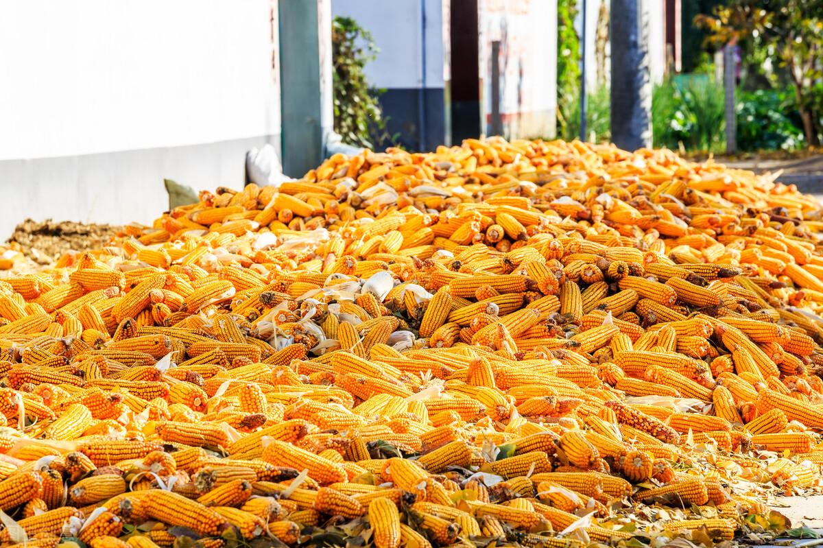 市场快讯（亚洲联赛决赛）密克罗尼西亚再加上约旦比分淘汰形势-条理讲解