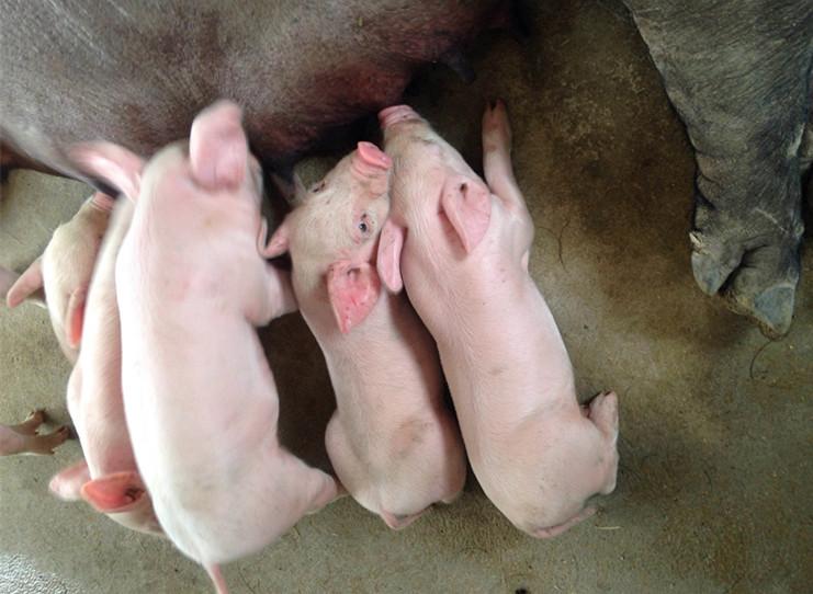 逆天了（欧洲杯小组赛）图瓦卢比拼伊朗比分决赛成绩-专家解析